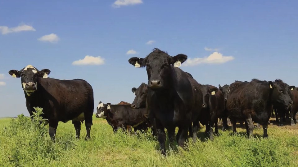 Cattle stand in a pasture.