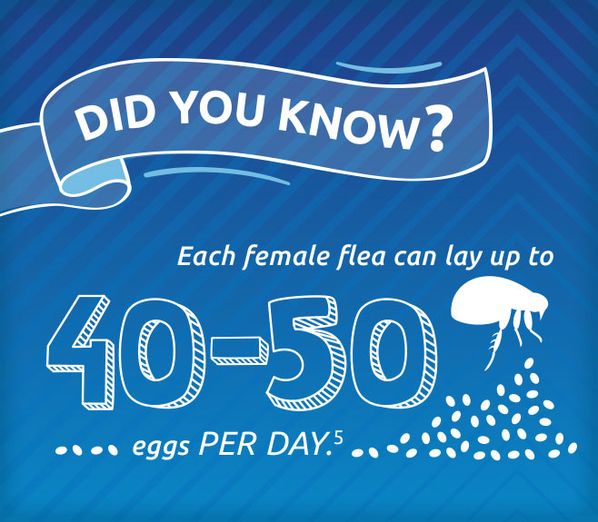 Did you know? Each female flea can lay up to 40-50 eggs per day.