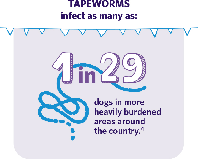 Tapeworms infect as many as: 1 in 29 dogs in more heavily burdened areas around the country