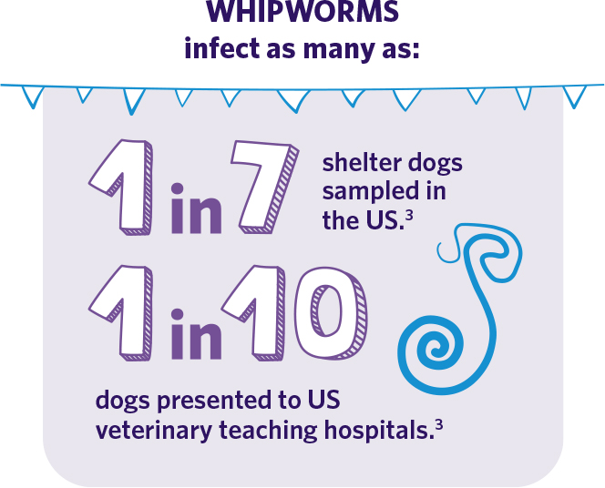 Whipworms infect as many as 1 in 7 shelter dogs. 1 in 10 dogs presented to US veterinary teaching hospitals.