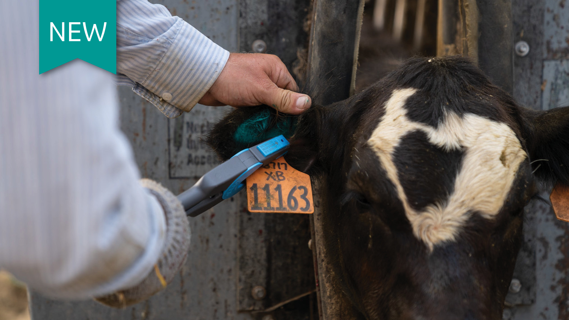 Cattle Ear Tagging Best Practices in 2023 Merck Animal Health
