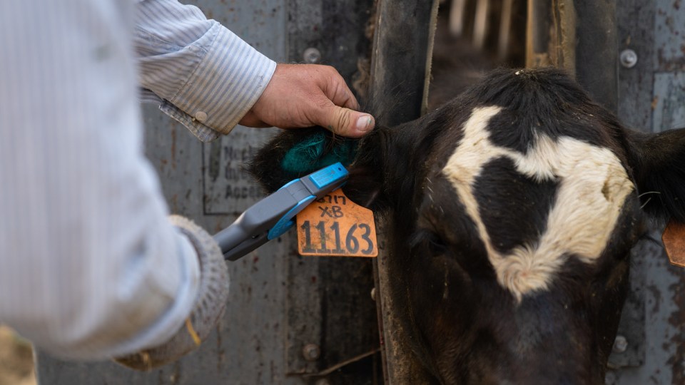 A man tags the ear of a cow.