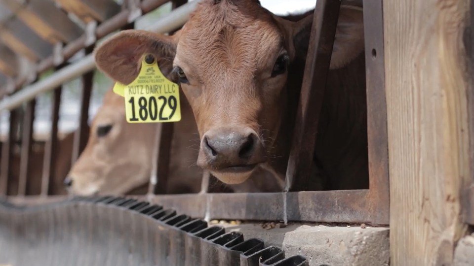 Calf looking out of feed bunk.