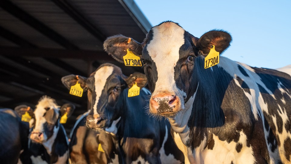 Three cattle near a barn.