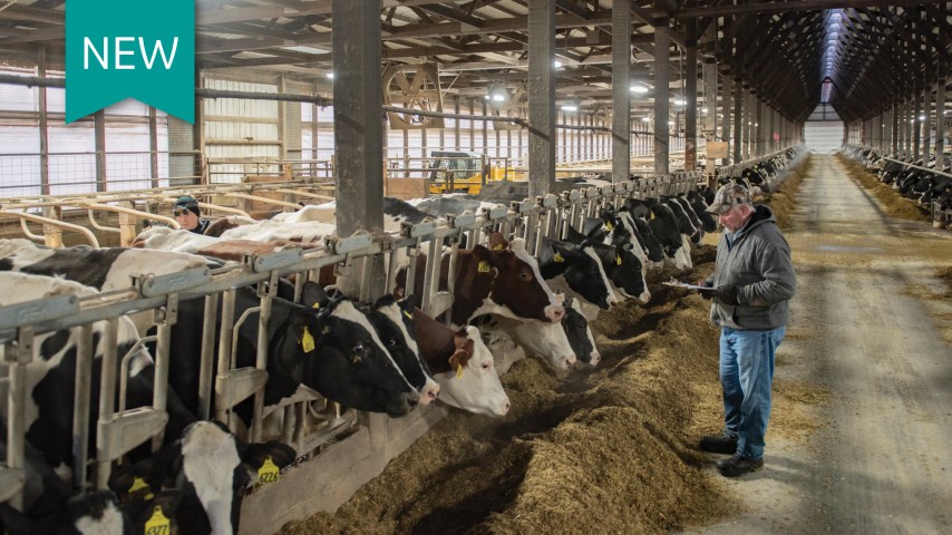 A farmer looks at cattle eating in a bunk.