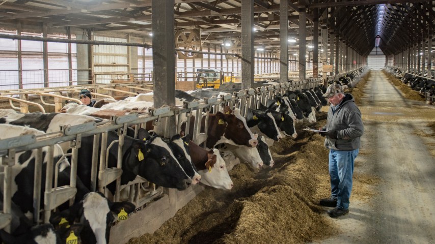 A farmer looks at cattle eating in a bunk.