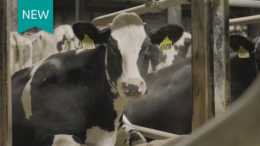 Dairy cow in barn.