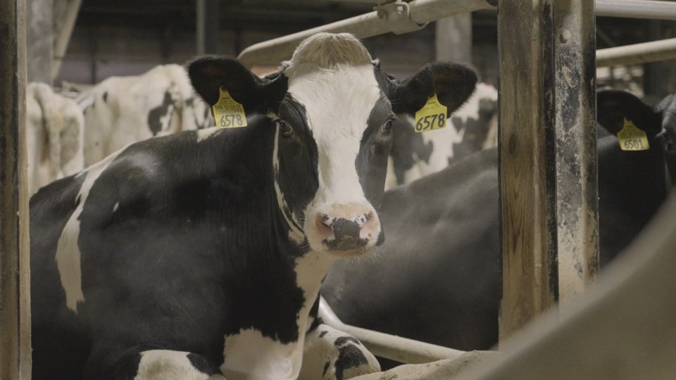 Dairy cow in barn.