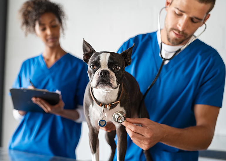 male and female veterinarians in blue examining a small dog's respiration using a stethoscope.