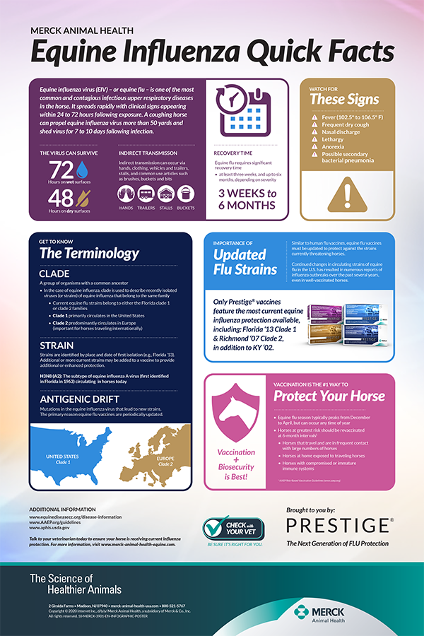 Equine Influenza quick facts