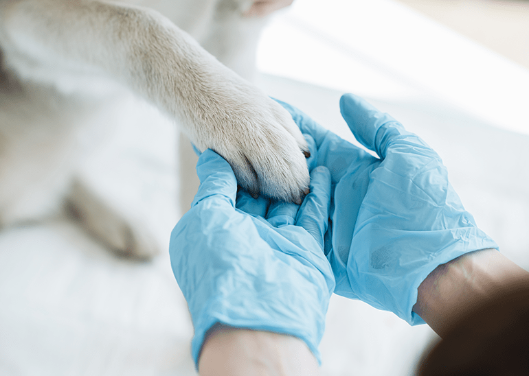 gloved veterinarians' hands examining a white dog's right paw