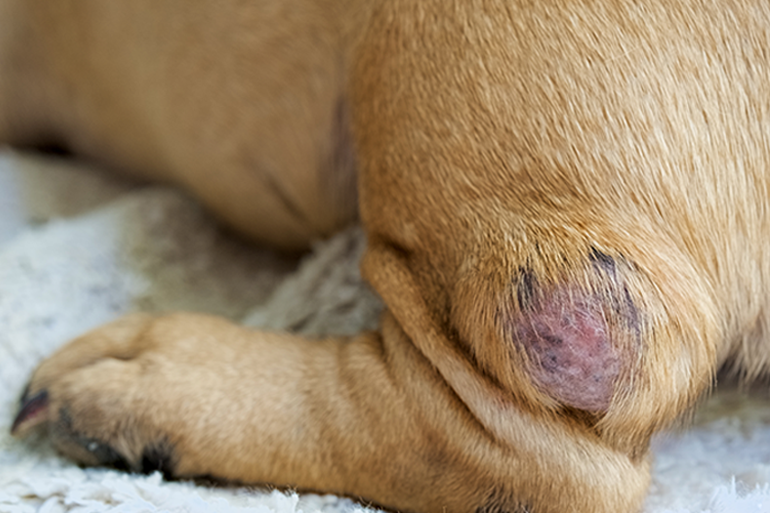 close up of cell tumors on a dog's leg