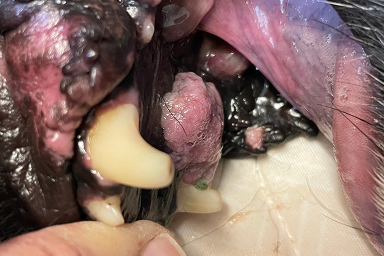 Closeup of canine melanomas in a dog's mouth