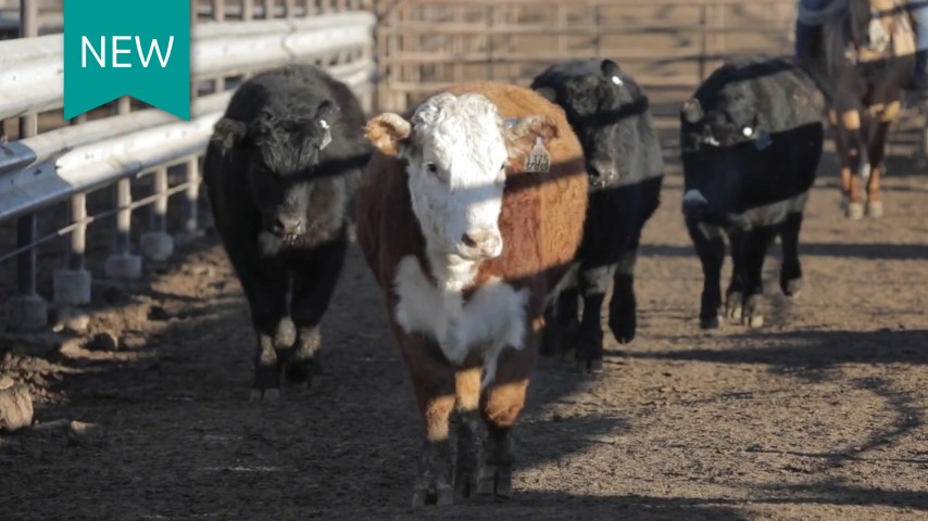 Brown and white cow standing in front of black cows.