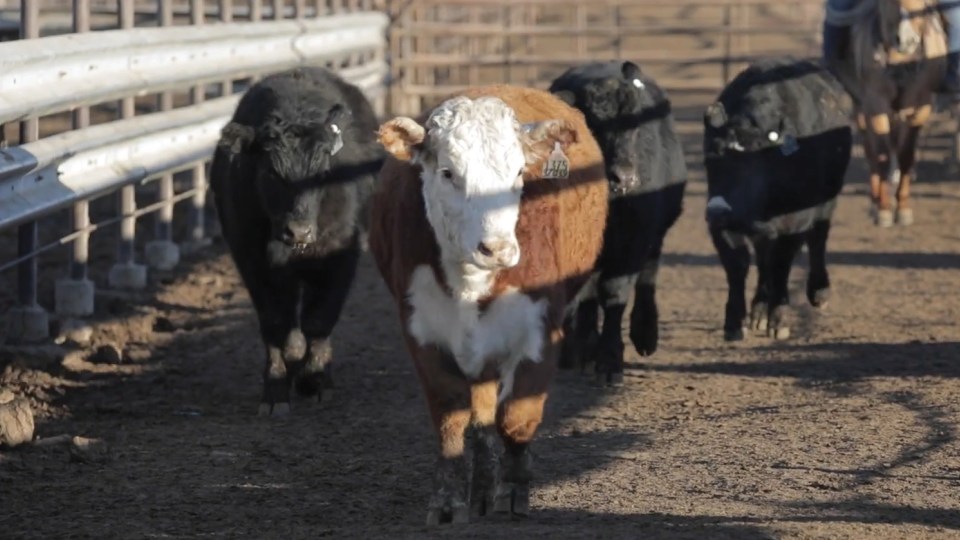 Brown and white cow standing in front of black cows.