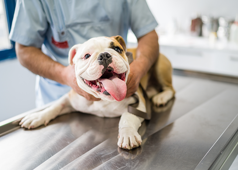 Happy bulldog on a vet table with veterinarian comforting the dog
