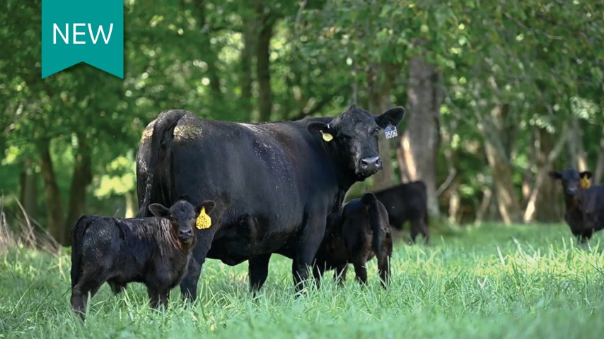 Cattle and calves standing in a field