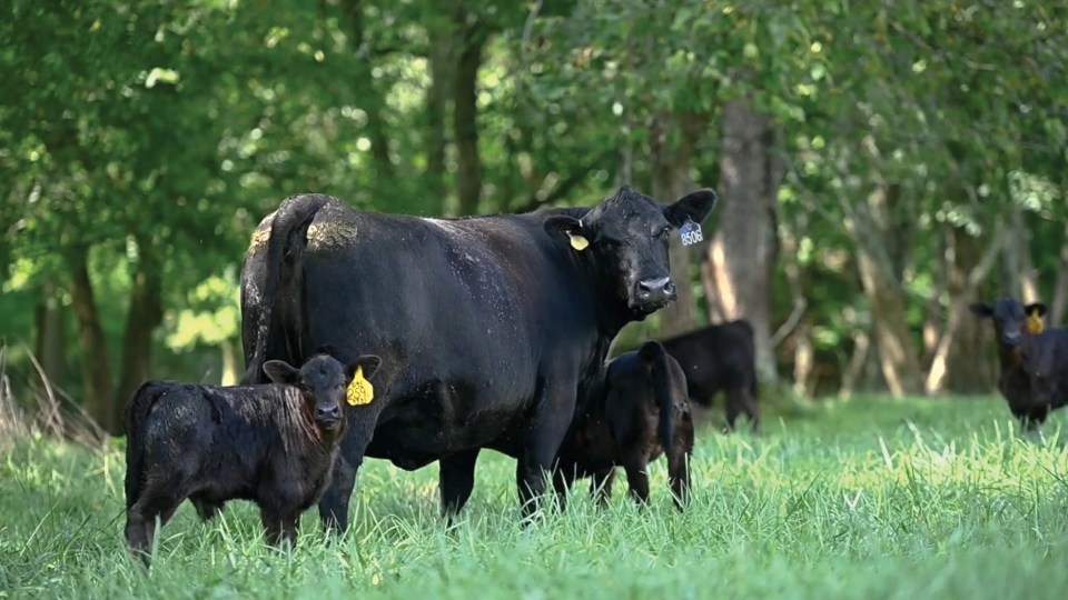 Cattle and calves standing in a field