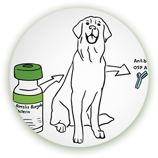 Drawing of dog next to vaccine vial