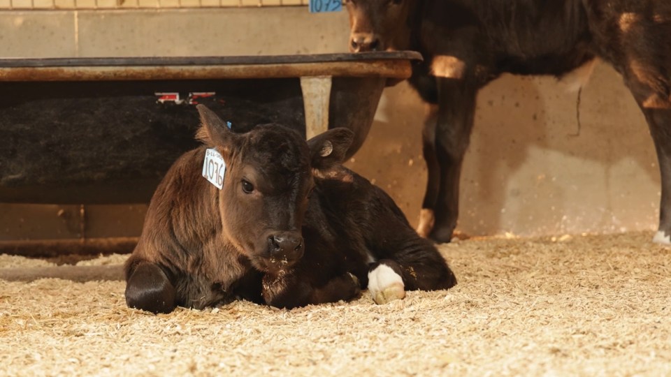 Calf sitting near cow.