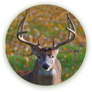 White-tail buck deer with antlers