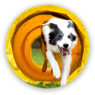 Black and white dog running