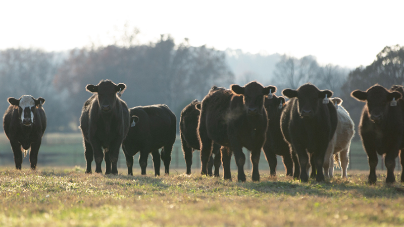 herd of healthy cows in field