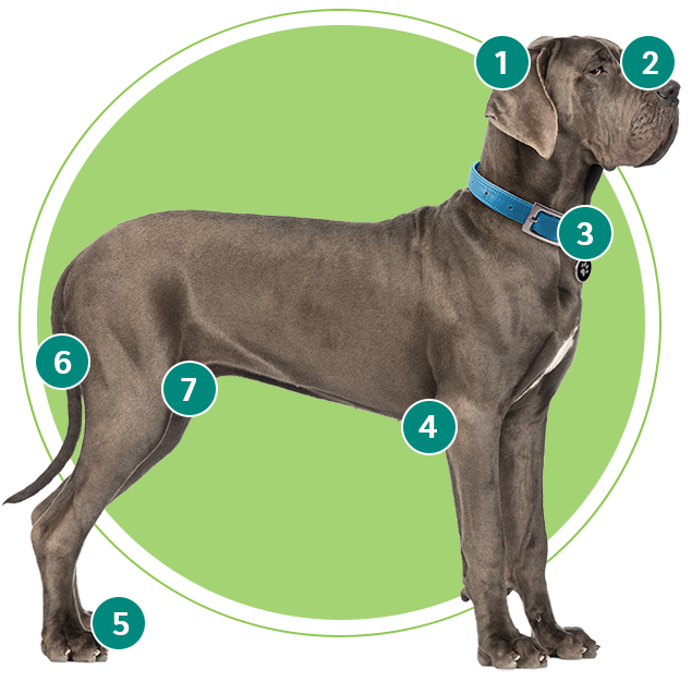 Graphic of dog indicating where to check for ticks