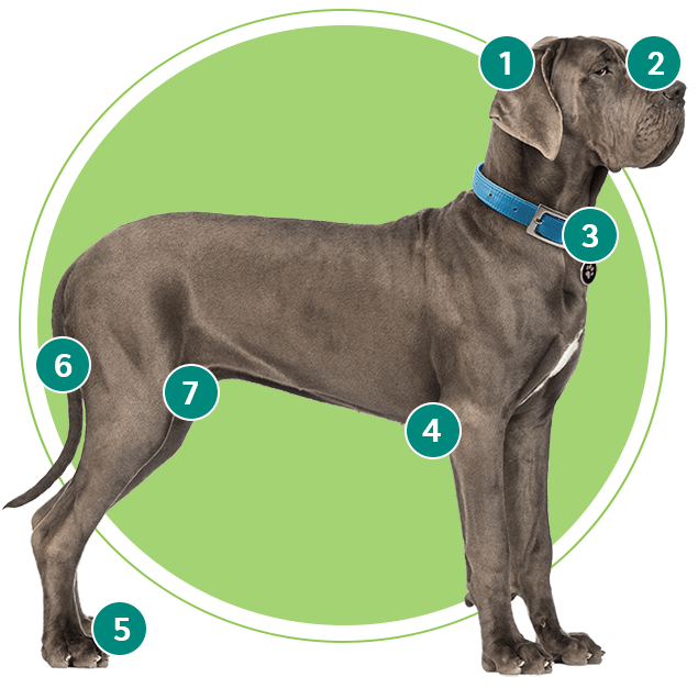 Graphic of dog indicating where to check for ticks