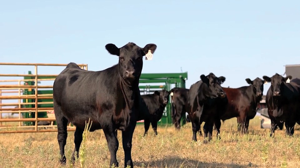 Cattle standing in a feedlot.