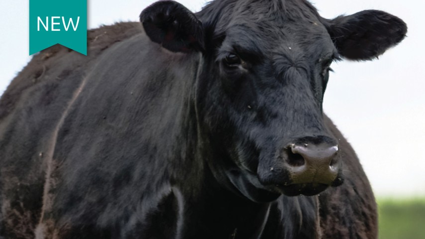 A black cow