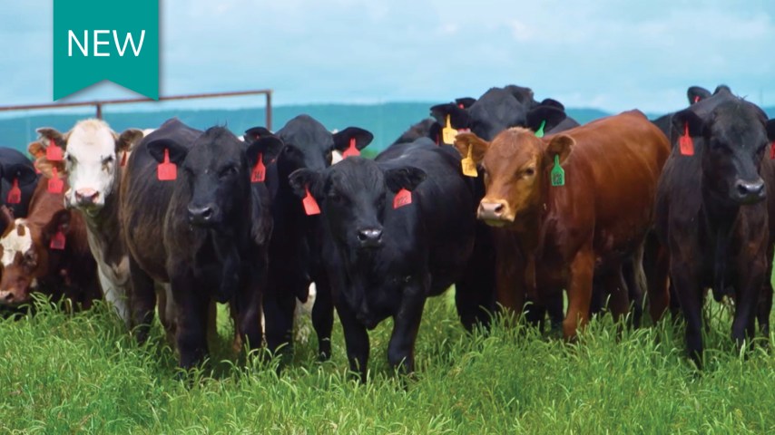 A herd of cattle in a grassy pasture. The cattle have red, yellow and green ear tags.