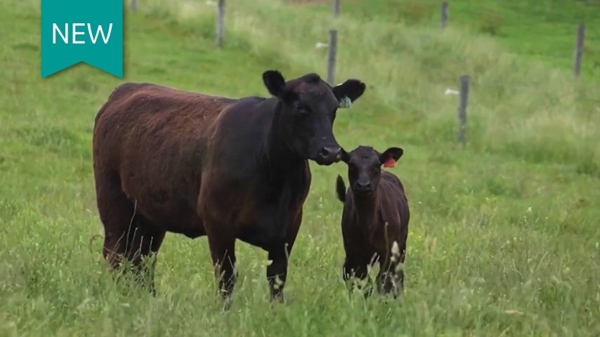 A black cow and calf together in a grassy meadow.
