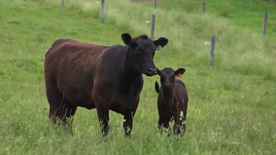 A black cow and calf together in a grassy meadow.