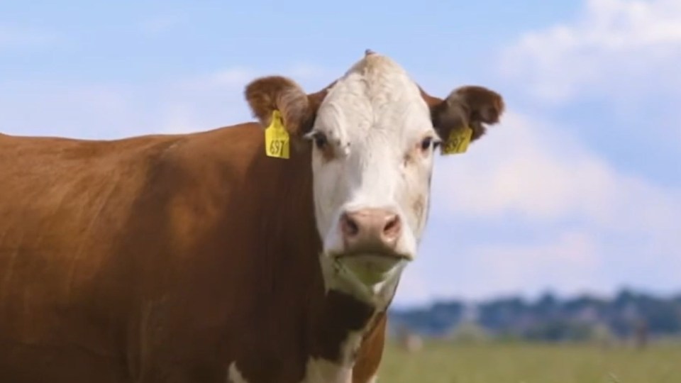 A cow with an Allflex tag stars at the camera.