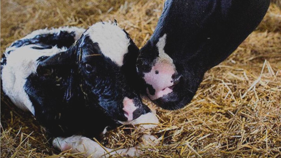 A calf in straw. The calf is being cleaned by its mother.