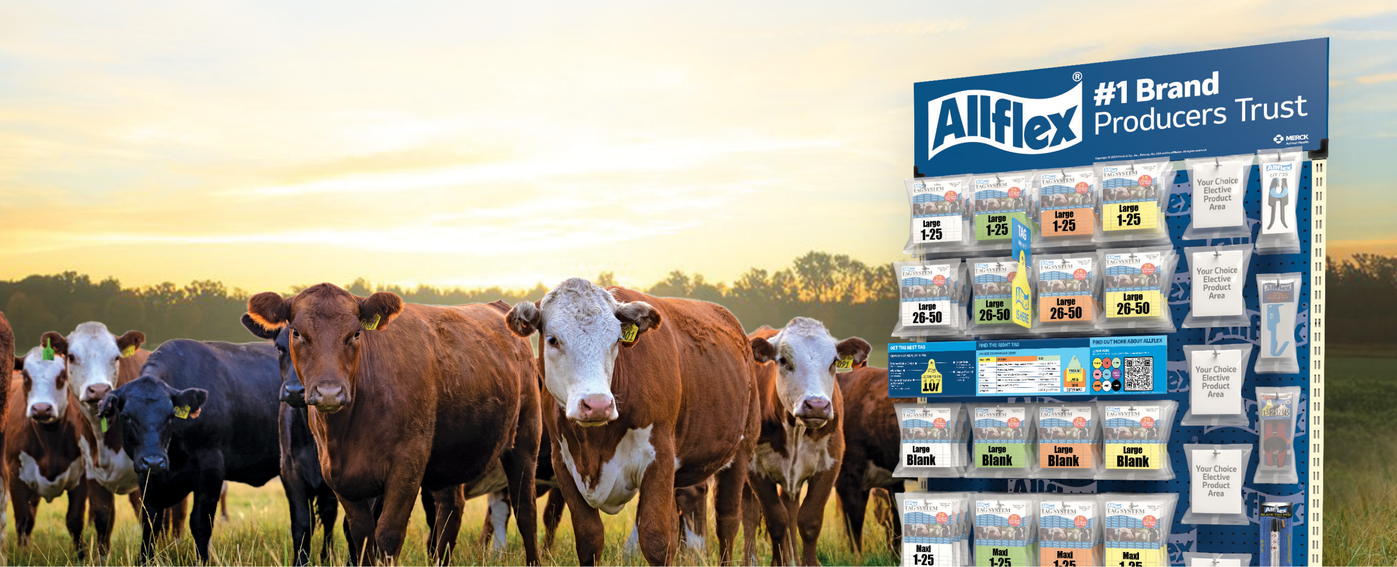 cows beside a marketing stand for allflex