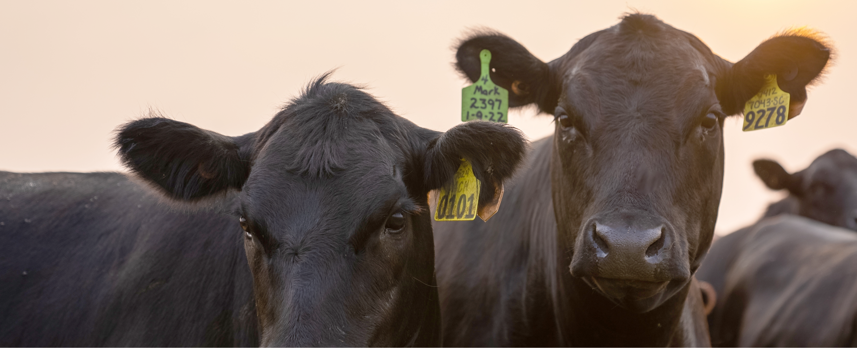 cows with ear tags