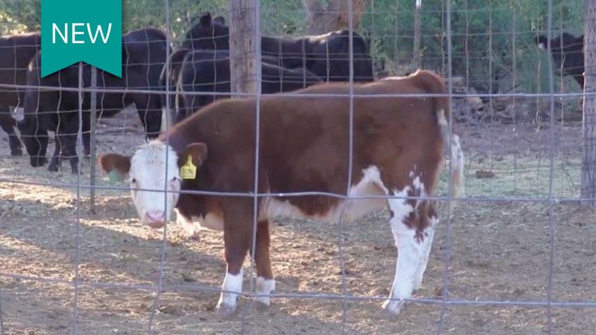 A calf looks through a fence.