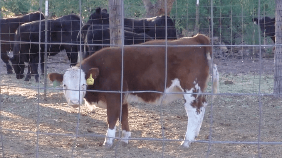 A calf looks through a fence.