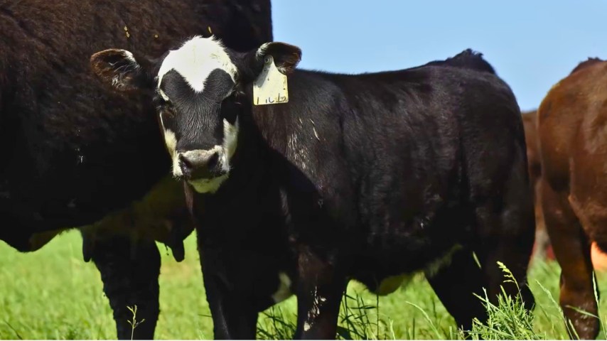 A calf standing next to a cow in a pasture. The calf has a Merck Animal Health ear tag