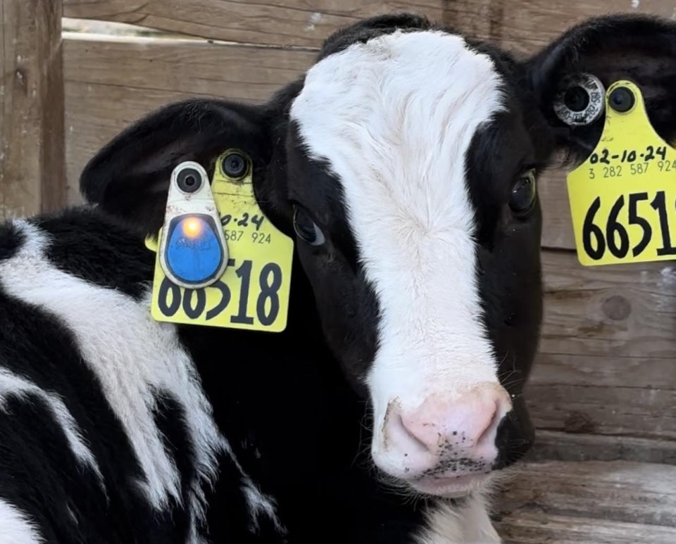 Black and white cow with yellow sensehub ear tags