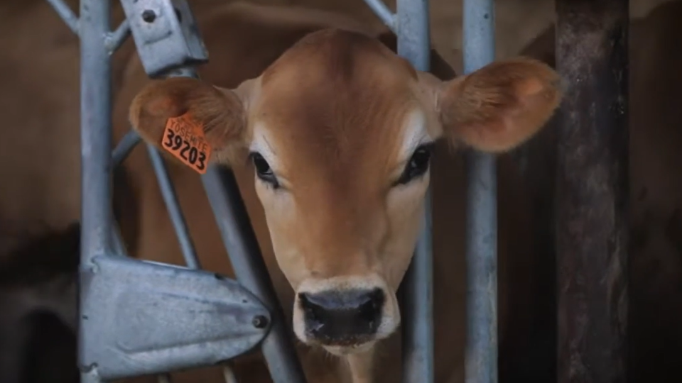 A calf looks through cattle equipment.