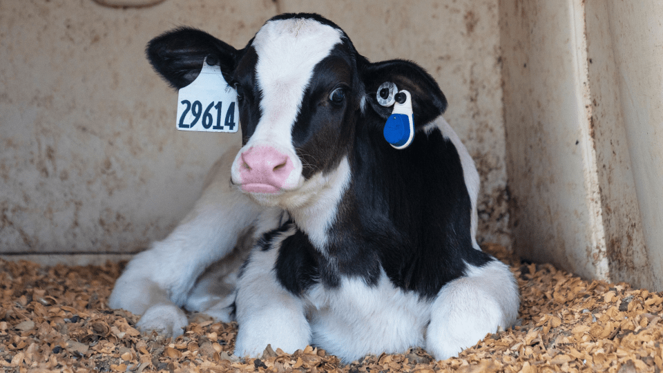 A calf lays on sawdust.