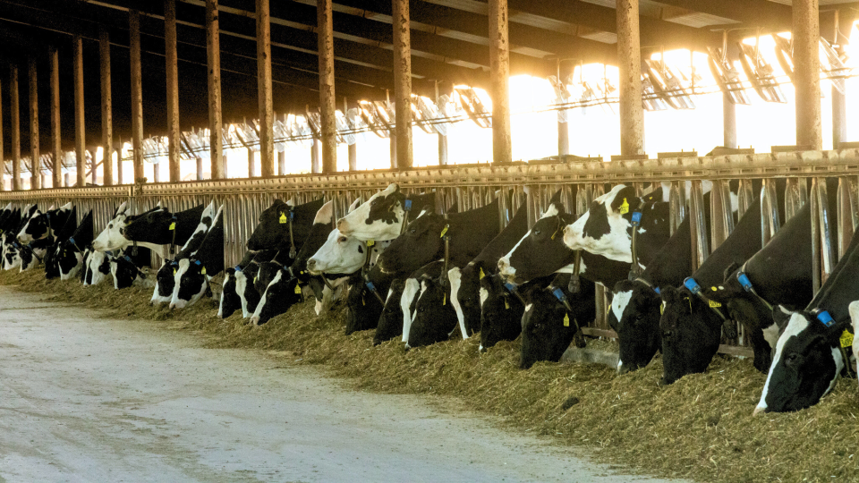 Dairy cattle