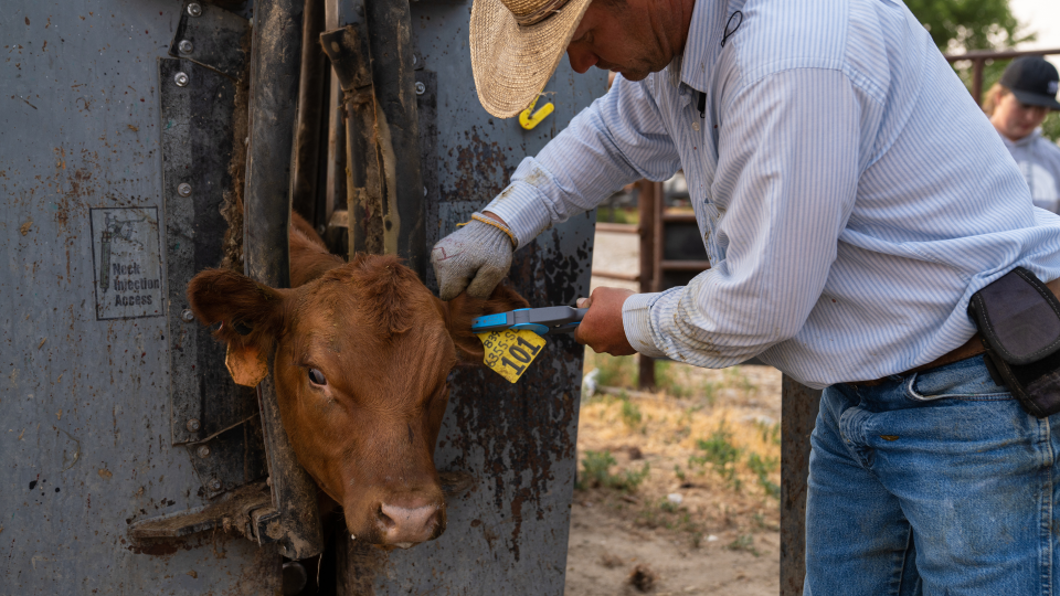 A man tags the ear of a calf.