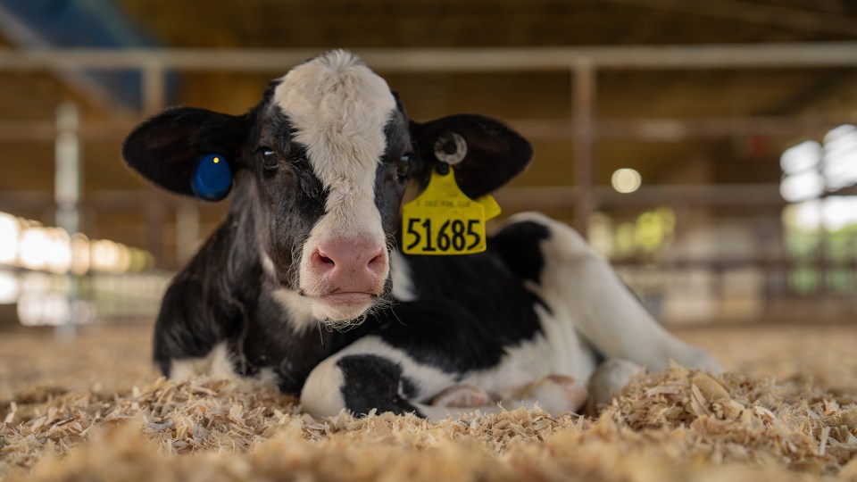 A calf with SenseHub and Allflex tags sits on clean sawdust within a pen.