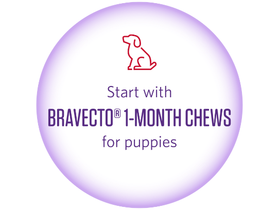 Start with Bravecto® 1-month chews for puppies