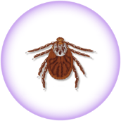 American dog tick - Dermacentor variabilis