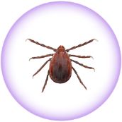 Asian longhorned tick - Haemaphysalis longicornis